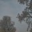 Dendis